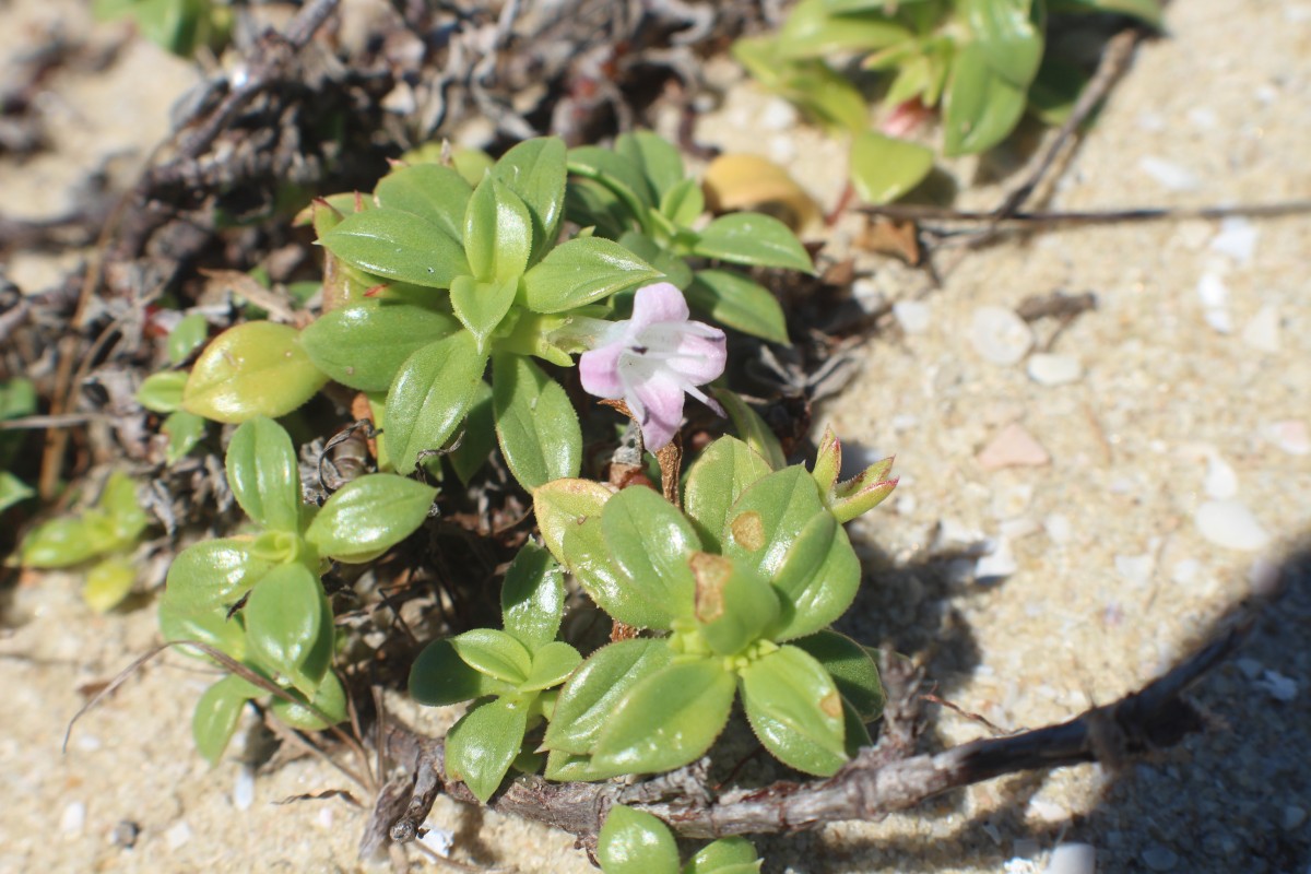 Hydrophylax maritima L.f.